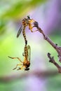 Image of mating robber flies on dry branches. Insect. Animal