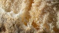 An image of mature mycelium with a large of sporebearing structures fruiting bodies visible at its center. These will Royalty Free Stock Photo