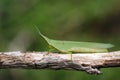 Image of Mediterranean Slant-faced Grasshopper Acrida ungarica Royalty Free Stock Photo