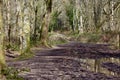 Muddy path through the forest