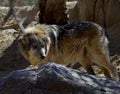 Mexican Wolf behind a rock