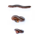 Image of a millipede on white background.