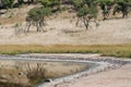 VERGE OF A MINERAL LAKE AT THE BOTTOM OF THE TSHWAING METEORITE CRATER Royalty Free Stock Photo