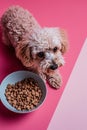 a mini Puddel at the food bowl with delicious dog food