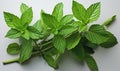 Image of a mint branch on a white background. Royalty Free Stock Photo