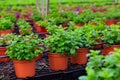 Image of mint growing in pots in a greenhouse.