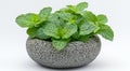 An image of mint in a stone bowl set against a white background Royalty Free Stock Photo