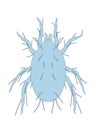Image of mite animal