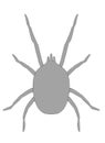 Image of mite animal