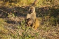 Image of monkey baboons Royalty Free Stock Photo