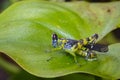 Image of monkey grasshopper Erianthus serratus Royalty Free Stock Photo