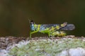 Image of monkey grasshopper Erianthus serratus Royalty Free Stock Photo