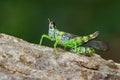 Image of monkey grasshopper Erianthus serratus. Royalty Free Stock Photo