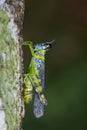 Image of monkey grasshopper Erianthus serratus. Royalty Free Stock Photo