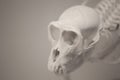 Image of monkey skeleton white background