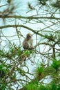 Image of a monkey on a tree in SIpiso - Piso, Tongging, North Sumatra, Indonesia Royalty Free Stock Photo