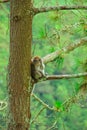 Image of a monkey on a tree in SIpiso - Piso, Tongging, North Sumatra, Indonesia Royalty Free Stock Photo