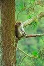 Image of a monkey on a tree in SIpiso - Piso, Tongging, North Sumatra, Indonesia Royalty Free Stock Photo