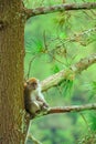 Image of a monkey on a tree in SIpiso - Piso, Tongging, North Sumatra, Indonesia Royalty Free Stock Photo