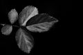 image in monochrome of leaves with water drops Royalty Free Stock Photo