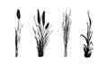 Image of a monochrome reed,grass or bulrush on a white background.Isolated vector drawing.Black grass graphic silhouette Royalty Free Stock Photo