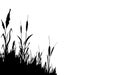 Image of a monochrome reed,grass or bulrush on a white background.Isolated vector drawing.Black grass graphic silhouette Royalty Free Stock Photo