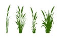 Image of a monochrome reed,grass or bulrush on a white background.Isolated vector drawing.Black grass graphic silhouette Royalty Free Stock Photo