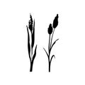 Image of a monochrome reed,grass or bulrush on a white background.Isolated vector drawing.Black grass graphic silhouette Royalty Free Stock Photo