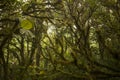 Rainforest trees in Monteverde Cloud Forest, Costa Rica