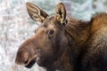 Moose Calf Yukon Wildlife Preserve