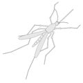 Image of mosquito insect