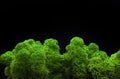 Image of moss dark background