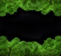 Image of moss dark background