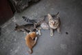 Mother cat feeding her kittens Royalty Free Stock Photo