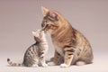 Image of mother cat and kitten showing love to each other. Pet. Animals. Illustration, generative AI