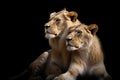Image of mother lion and baby lion. Wildlife Animals. illustration, generative AI