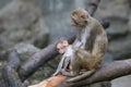 Image of mother monkey and baby monkey. Royalty Free Stock Photo