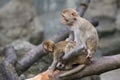 Image of mother monkey and baby monkey sitting. Royalty Free Stock Photo
