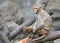 Image of mother monkey and baby monkey sitting. Royalty Free Stock Photo