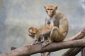 Image of mother monkey and baby monkey sitting. Royalty Free Stock Photo