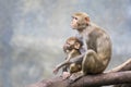 Image of mother monkey and baby monkey sitting. Royalty Free Stock Photo