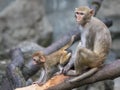 Image of mother monkey and baby monkey sitting. Royalty Free Stock Photo