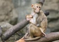 Image of mother monkey and baby monkey. Royalty Free Stock Photo
