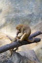 Image of mother monkey and baby monkey sitting. Royalty Free Stock Photo