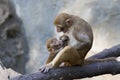 Image of mother monkey and baby monkey sitting. Royalty Free Stock Photo
