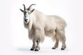 Image of a mountain goat isolated on white background. Mammals. Wildlife Animals. Generative AI Royalty Free Stock Photo