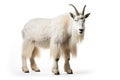 Image of a mountain goat isolated on white background. Mammals. Wildlife Animals. Royalty Free Stock Photo