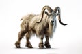 Image of mountain goat on white background. Wildlife Animals Royalty Free Stock Photo