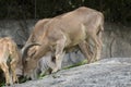 Image of a mountain goats standing on a rock and eating grass. Royalty Free Stock Photo