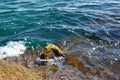 Image of a mounting anchor overgrown with algae.